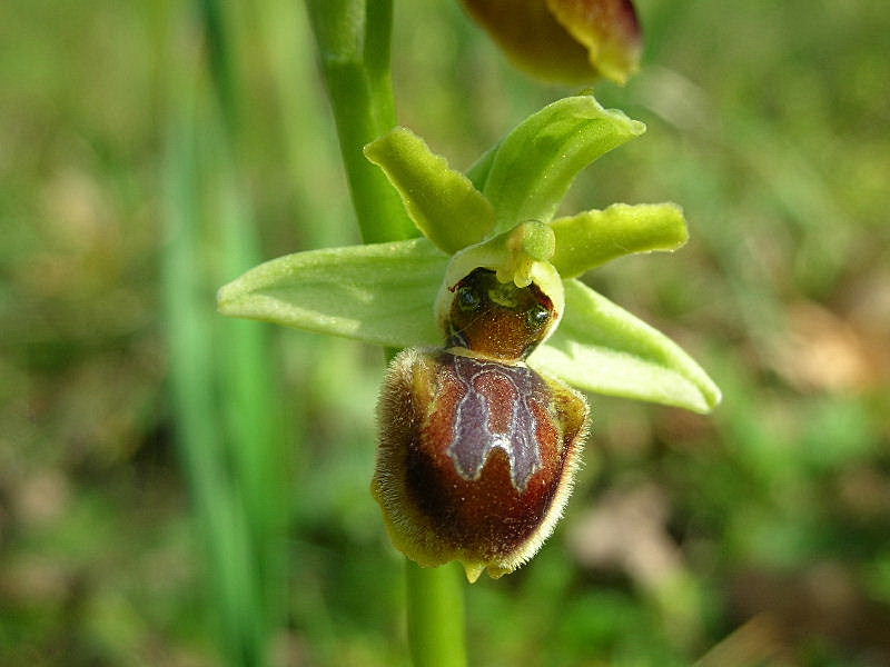 Ophrys sphegodes